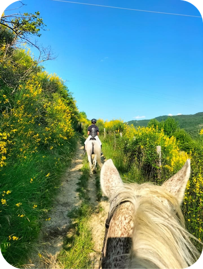 Horse back riding experience