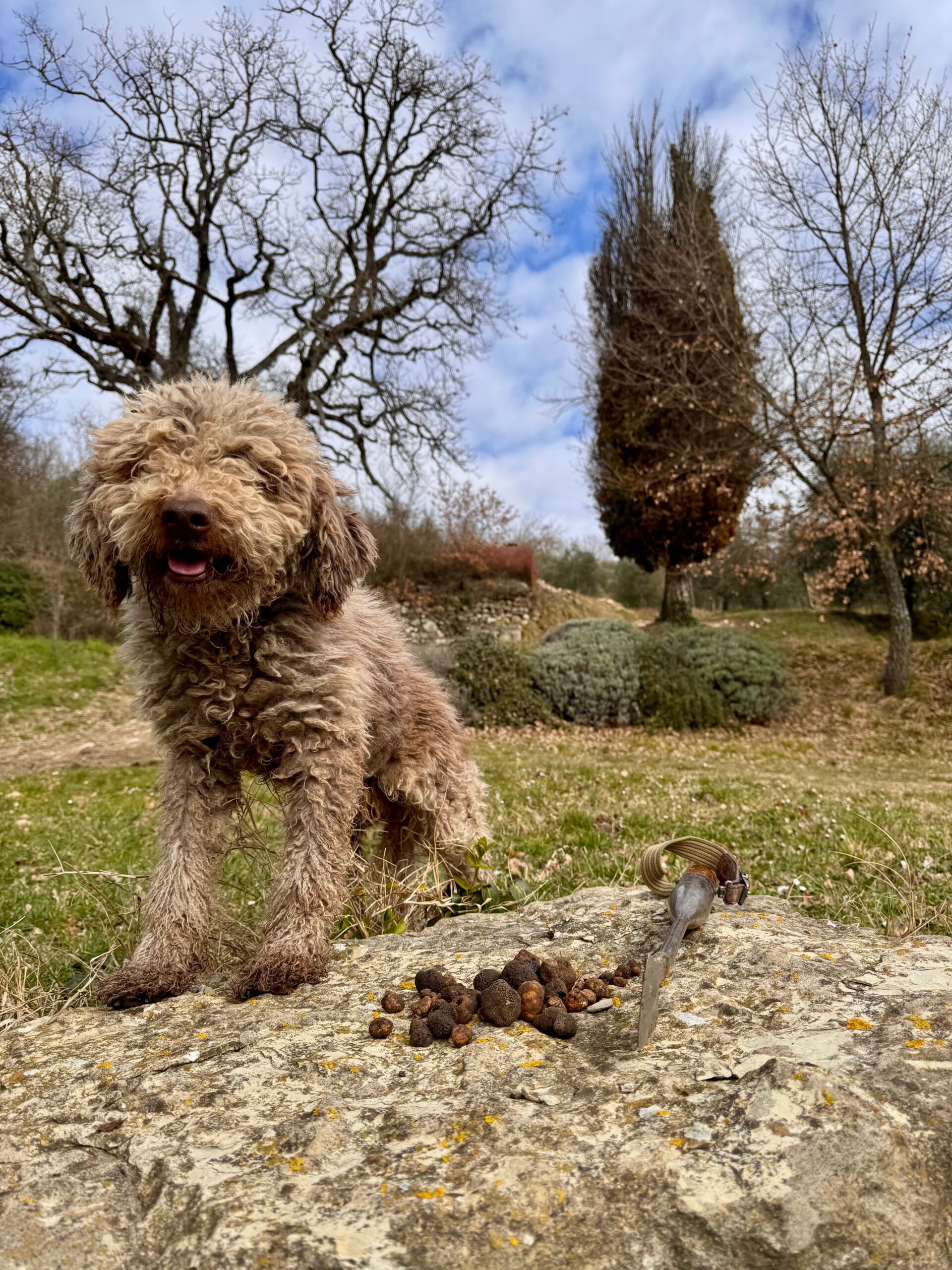 Truffle hunting