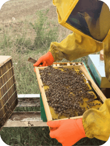 Beekeeping Experience
